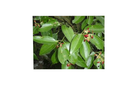 Kanēļa lapas, 5ml *