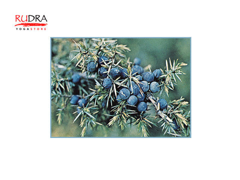 Kadiķoga (Calendula), 5ml*